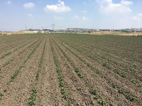 Menderes, İzmir saha ziyareti (Haziran 2017) — genel saha