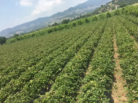 Menemen, İzmir saha ziyareti (Haziran 2017) — biber