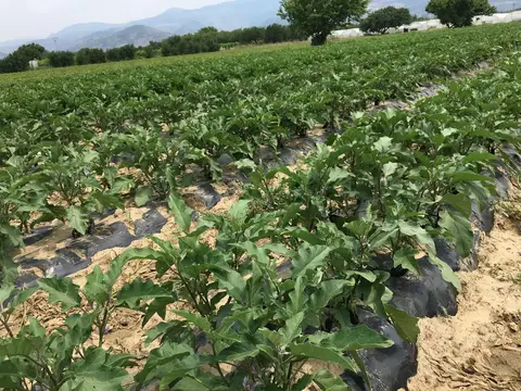 Menemen, İzmir saha ziyareti (Haziran 2017) — biber