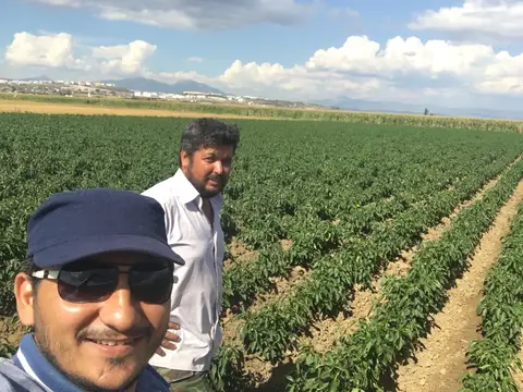 Menderes, İzmir saha ziyareti (Temmuz 2017) — zeytin, biber