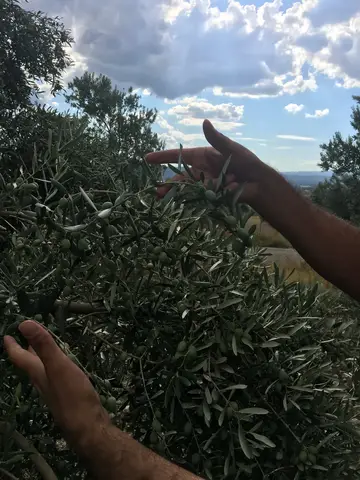 Menderes, İzmir saha ziyareti (Temmuz 2017) — zeytin, biber
