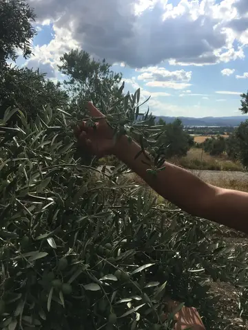 Menderes, İzmir saha ziyareti (Temmuz 2017) — zeytin, biber