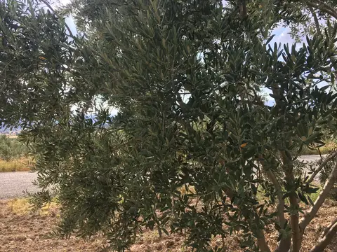 Menderes, İzmir saha ziyareti (Temmuz 2017) — zeytin, biber