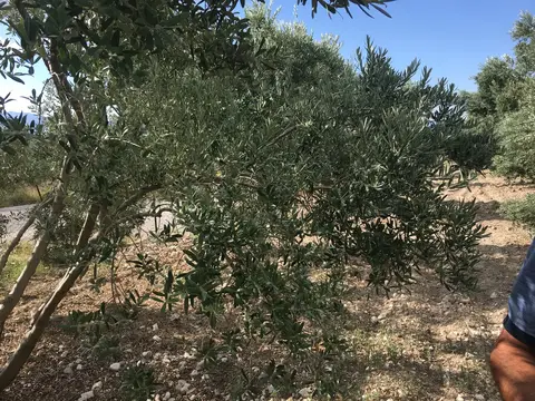 Menderes, İzmir saha ziyareti (Temmuz 2017) — zeytin, biber