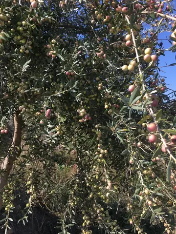İzmir saha ziyareti (Kasım 2018) — mısır, zeytin
