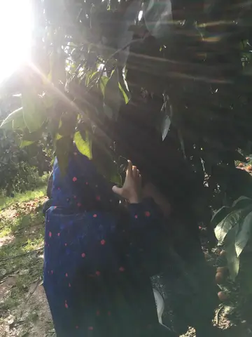Seferihisar, İzmir saha ziyareti (Ocak 2019) — mandalina