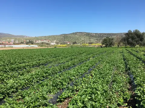 İzmir saha ziyareti (Mart 2019) — çilek