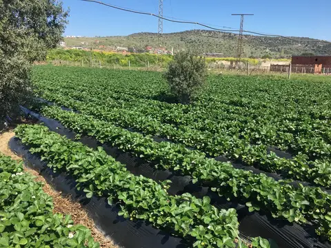 İzmir saha ziyareti (Mart 2019) — çilek