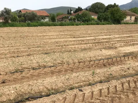 Torbalı, İzmir saha ziyareti (Nisan 2019) — fide dikimi