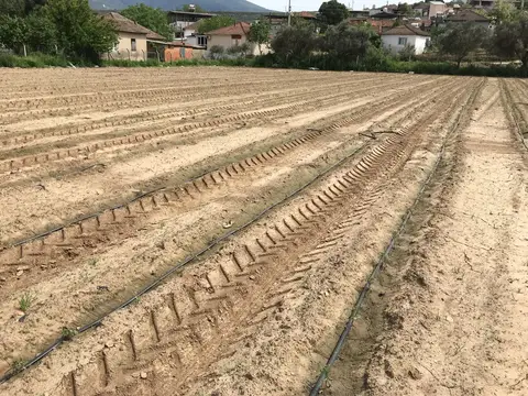 Torbalı, İzmir saha ziyareti (Nisan 2019) — fide dikimi