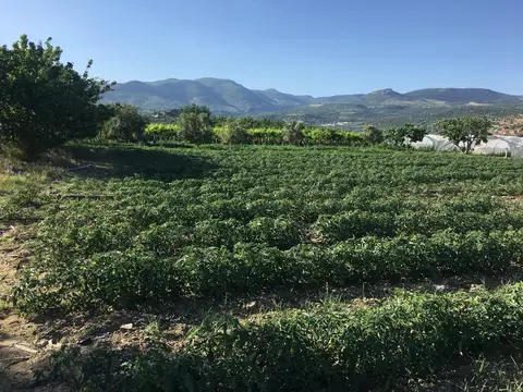 Menemen, İzmir saha ziyareti (Mayıs 2019) — çilek