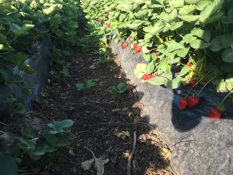 Menemen, İzmir saha ziyareti (Mayıs 2019) — çilek