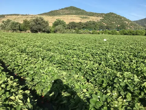 Menemen, İzmir saha ziyareti (Mayıs 2019) — çilek