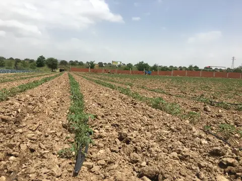 Torbalı, İzmir saha ziyareti (Mayıs 2019) — domates
