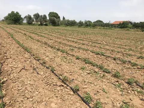 Torbalı, İzmir saha ziyareti (Mayıs 2019) — domates