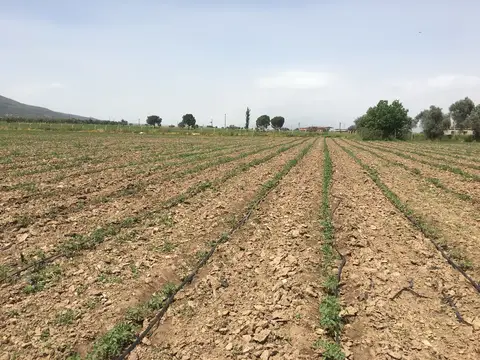 Torbalı, İzmir saha ziyareti (Mayıs 2019) — domates