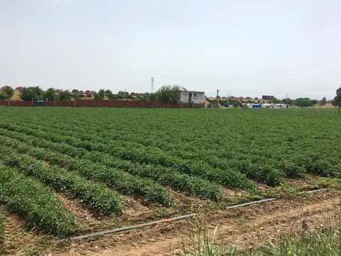 Torbalı, İzmir saha ziyareti (Mayıs 2019) — domates