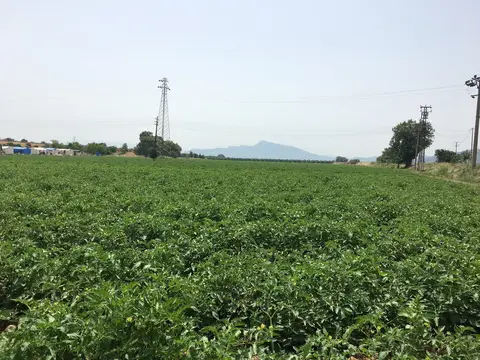 Torbalı, İzmir saha ziyareti (Mayıs 2019) — domates