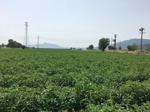 Torbalı, İzmir saha ziyareti (Mayıs 2019) — domates