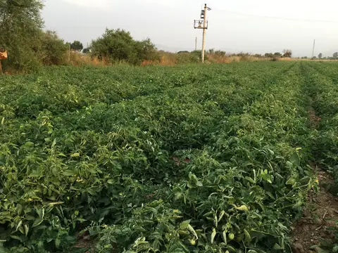 Bayındır, İzmir saha ziyareti (Haziran 2019) — biber