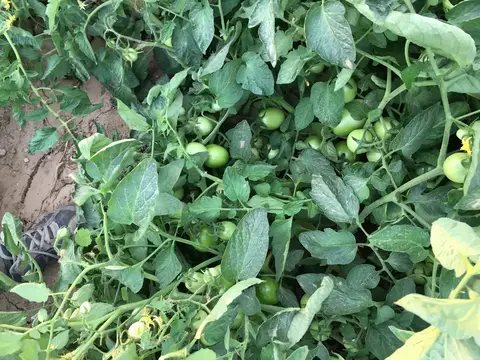 Bayındır, İzmir saha ziyareti (Haziran 2019) — biber