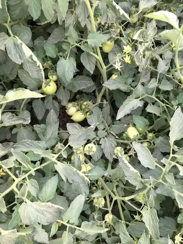 Bayındır, İzmir saha ziyareti (Haziran 2019) — biber