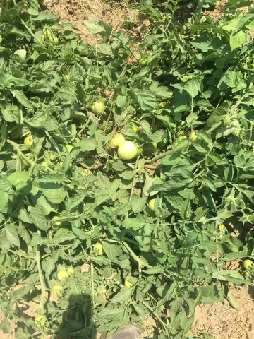 Bayındır, İzmir saha ziyareti (Haziran 2019) — biber