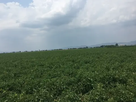 Bayındır, İzmir saha ziyareti (Haziran 2019) — biber