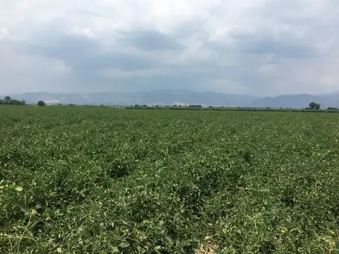 Bayındır, İzmir saha ziyareti (Haziran 2019) — biber