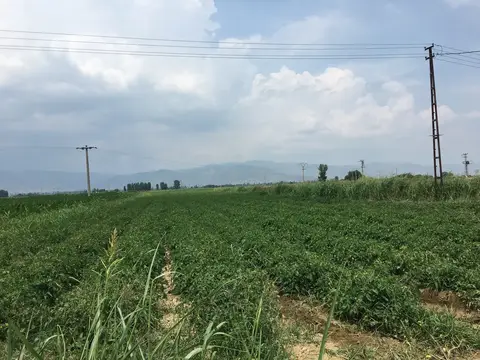 Bayındır, İzmir saha ziyareti (Haziran 2019) — biber