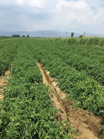 Bayındır, İzmir saha ziyareti (Haziran 2019) — biber