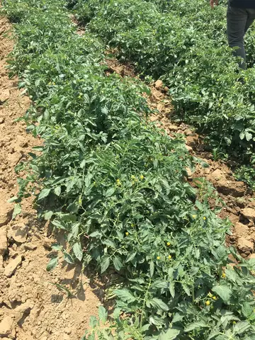 İzmir saha ziyareti (Haziran 2019) — genel saha