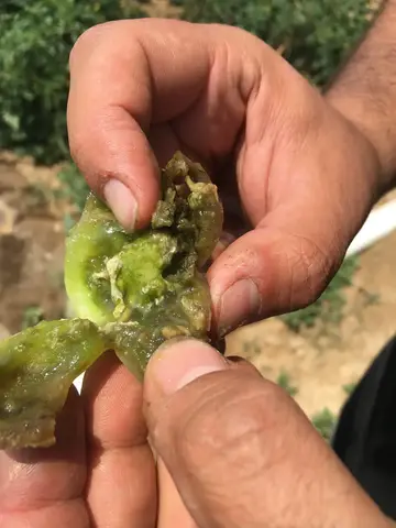 İzmir saha ziyareti (Haziran 2019) — genel saha