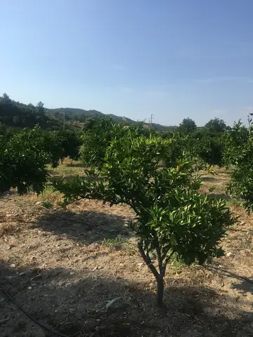 Seferihisar, İzmir saha ziyareti (Haziran 2019) — narenciye
