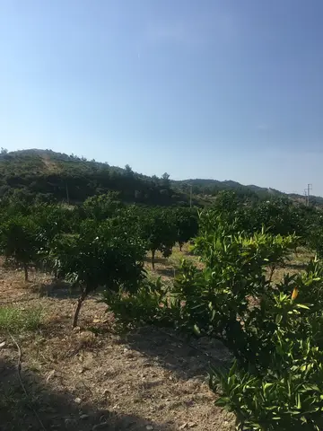 Seferihisar, İzmir saha ziyareti (Haziran 2019) — narenciye