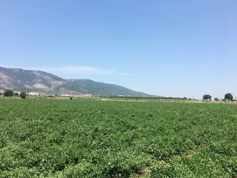 Torbalı, İzmir saha ziyareti (Haziran 2019) — domates