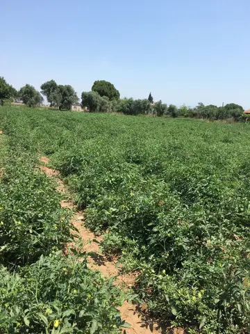 Torbalı, İzmir saha ziyareti (Haziran 2019) — domates