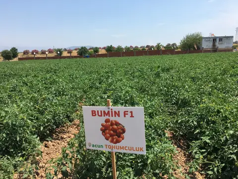 Torbalı, İzmir saha ziyareti (Haziran 2019) — domates