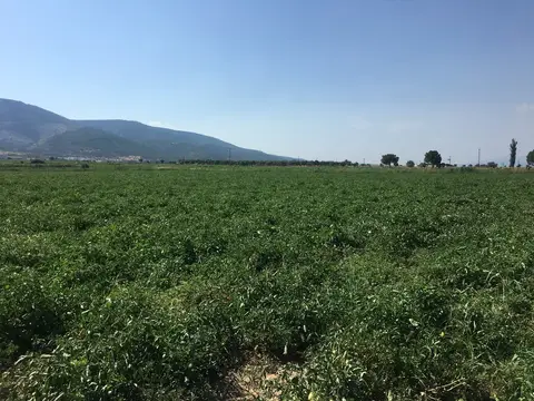 Torbalı, İzmir saha ziyareti (Haziran 2019) — domates