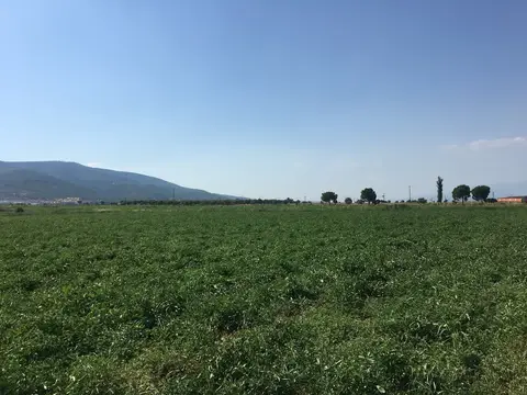 Torbalı, İzmir saha ziyareti (Haziran 2019) — domates