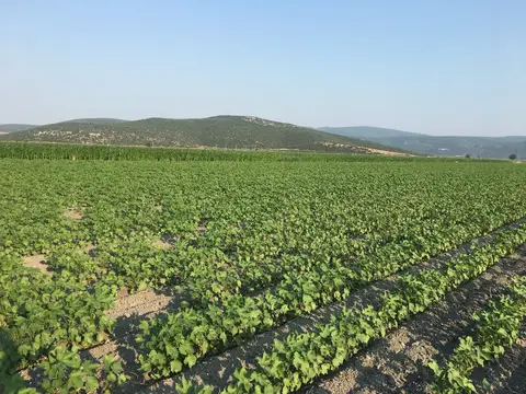 Torbalı, İzmir saha ziyareti (Haziran 2019) — domates
