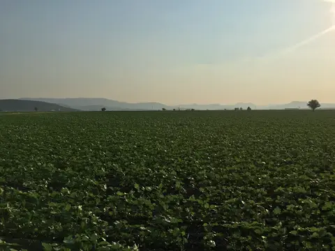 Torbalı, İzmir saha ziyareti (Haziran 2019) — domates
