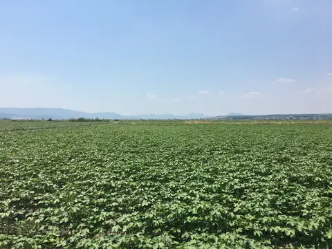 Menderes, İzmir saha ziyareti (Temmuz 2019) — pamuk