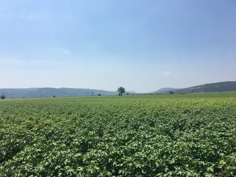 Torbalı, İzmir saha ziyareti (Temmuz 2019) — pamuk