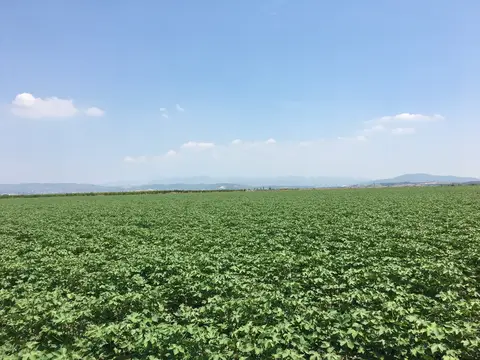 Torbalı, İzmir saha ziyareti (Temmuz 2019) — pamuk