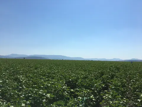 Torbalı, İzmir saha ziyareti (Temmuz 2019) — pamuk