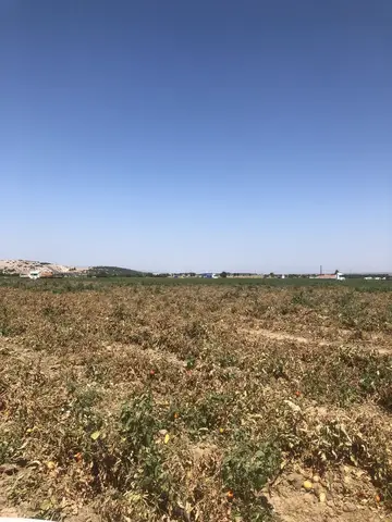 Torbalı, İzmir saha ziyareti (Ağustos 2019) — pamuk