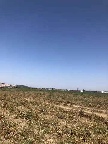 Torbalı, İzmir saha ziyareti (Ağustos 2019) — pamuk