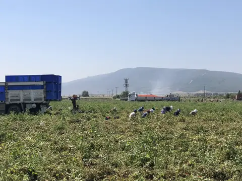 Torbalı, İzmir saha ziyareti (Ağustos 2019) — pamuk