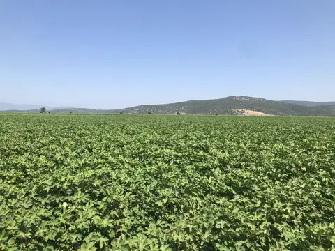 Torbalı, İzmir saha ziyareti (Ağustos 2019) — pamuk